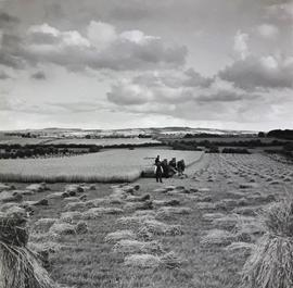 Harvesting, Ardee, County Louth