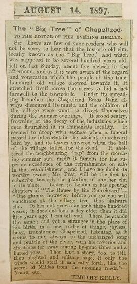 The ‘Big Tree’ of Chapelizod, County Dublin