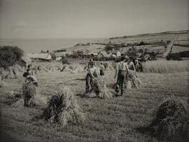 Harvest Scene, Ring, County Waterford