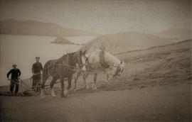 Plough Horses at Work, County Kerry