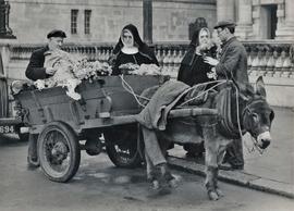 Religious sisters perusing flowers, Belfast