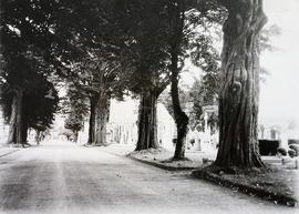 St. Finbarr’s Cemetery, Cork