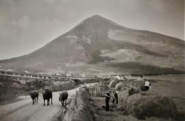 Harvesting, Dugort, Achill Island, County Mayo