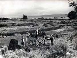Peat Harvesting, Tyrone